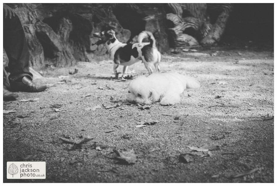 manchester Engagement Session Stamford Park ashton under lyne pre wedding photography couple forest trees dog dogs woodland chris and hazel wedding photography