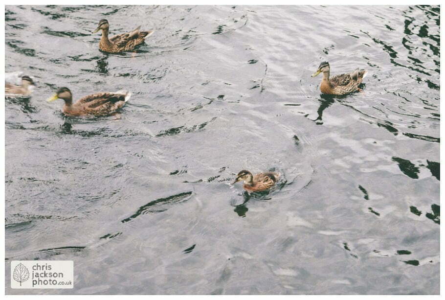towneley hall engagement photography feeding the ducks chris and hazel wedding photography - steph blight iain duxbury